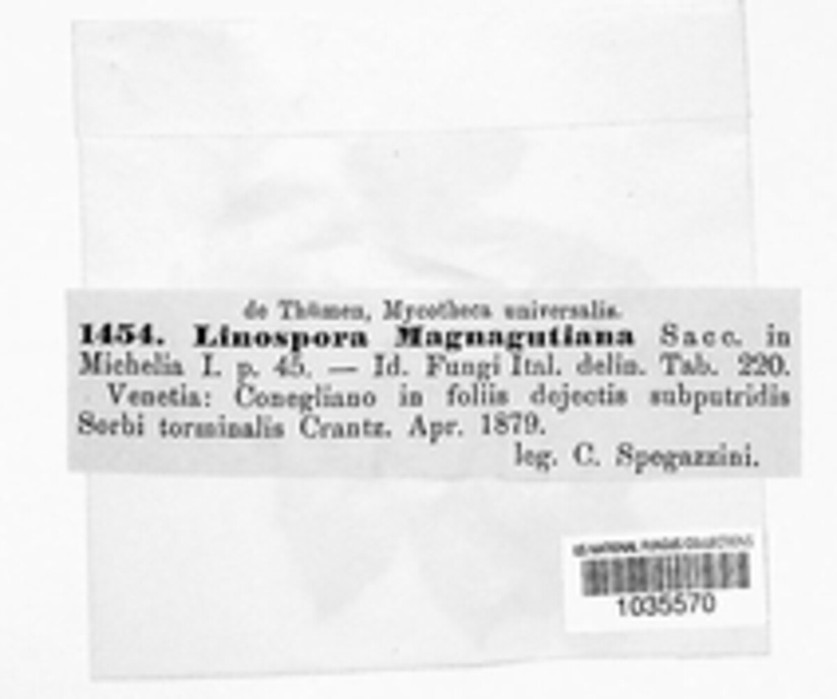 Linospora magnagutiana image